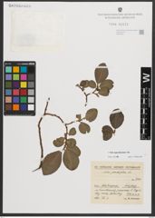 Foto von Salix appendiculata Vill.